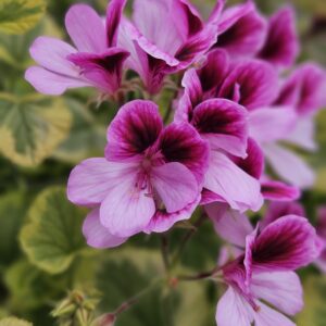 Angel Pelargonium Mix 6 Pack