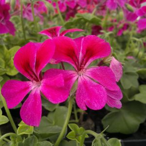 A Happy Face Magenta 6 Pack