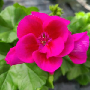 Flower Fairy Violet 6 Pack