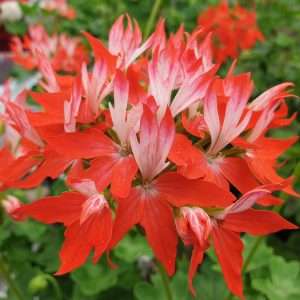 Fireworks Red-White 6 Pack