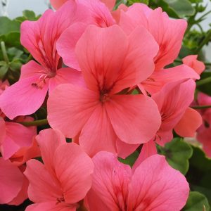 Mixed Ivy leaf trailing pack Pink & Purple Red  6 Pack
