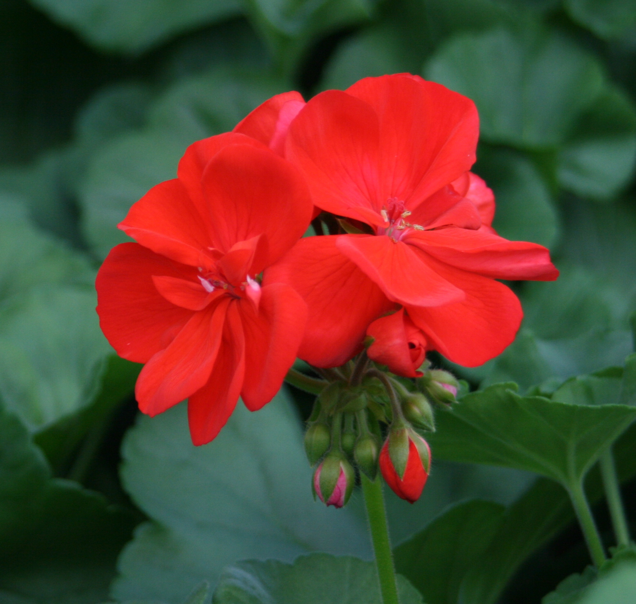 Red Mix 6 Pack - Image 2