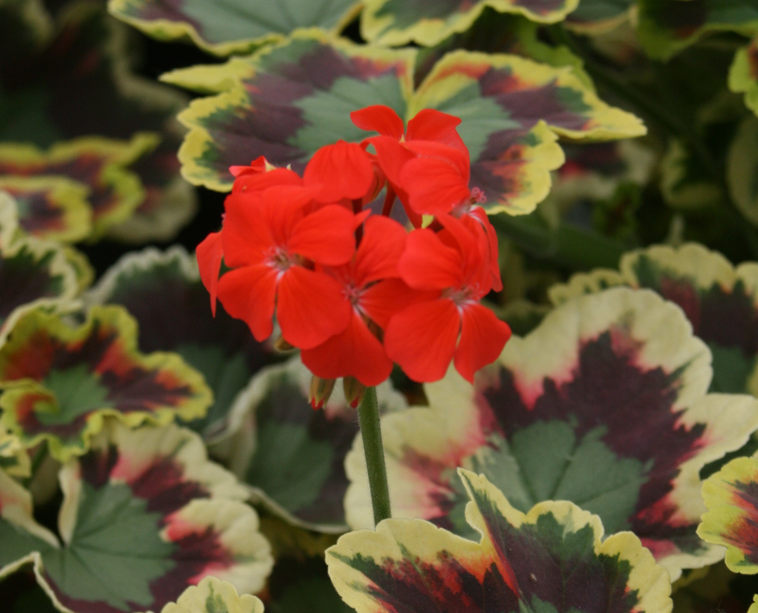A Coloured Leaf Mix Pack 6 Pack