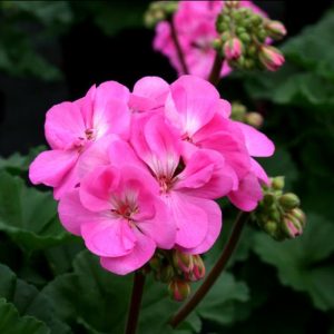 Rosita 6 Pack