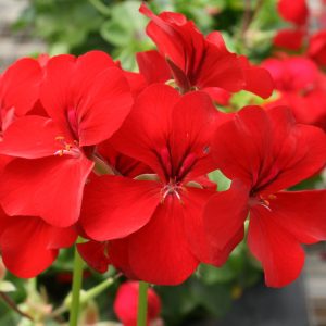 Hot hanging basket mix pack 6 Pack