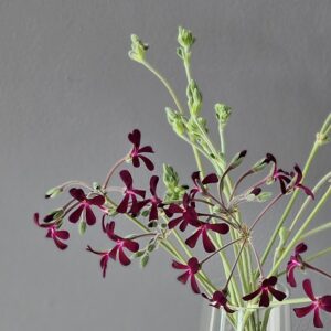 Pelargonium sidodies 6 Pack