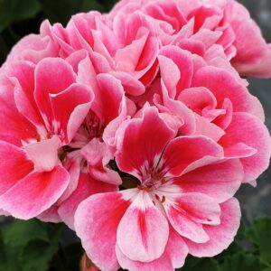 Spanish Wine Rose 6 Pack
