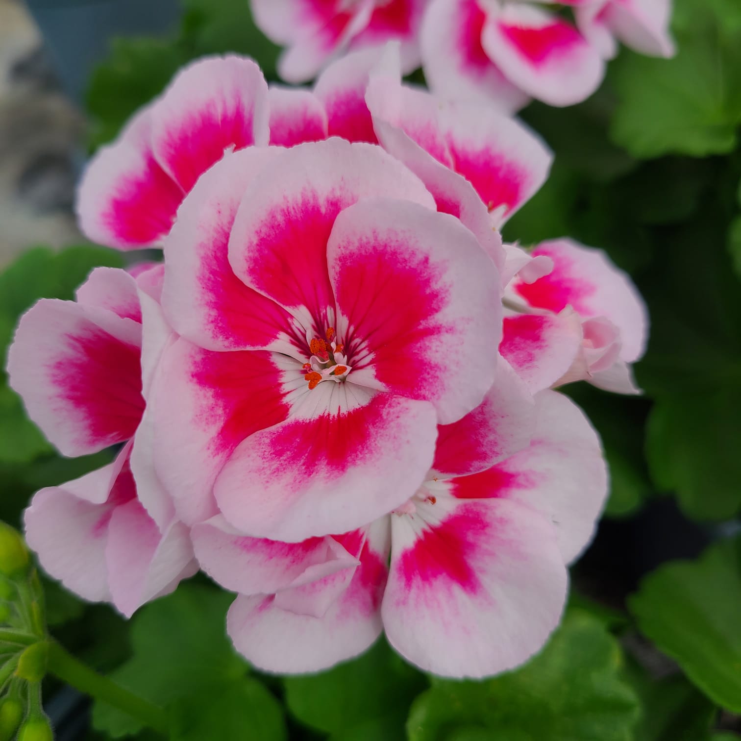 Flower Fairy White Splash 6 Pack