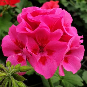 Two in One Hot Pink Splash 6 Pack