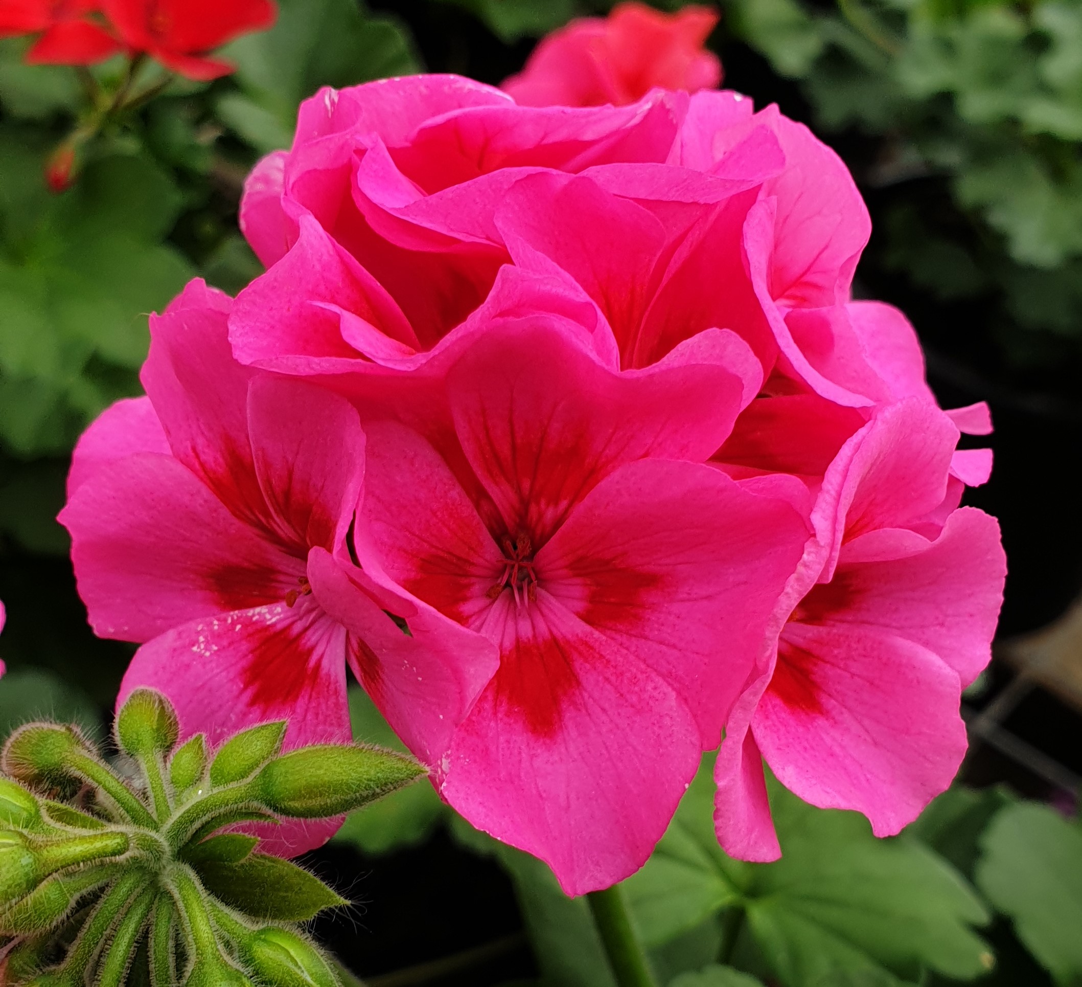 Two in One Hot Pink Splash 6 Pack