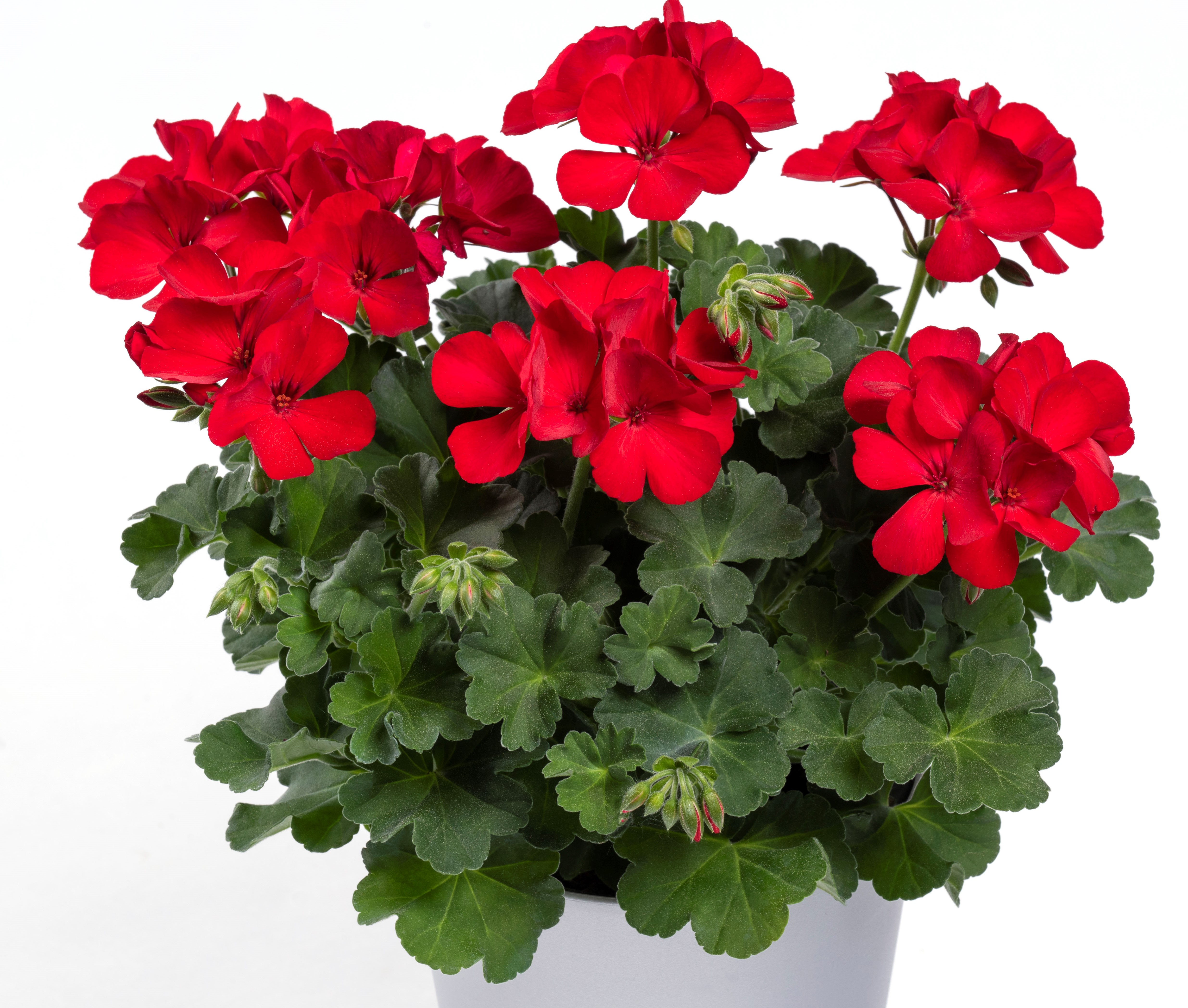 Two in One Dark Red 6 Pack