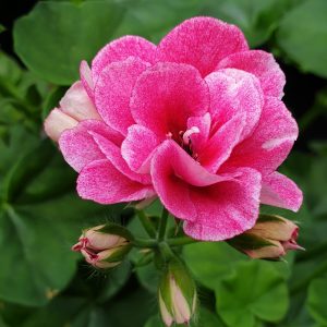 "Raspberries and Cream" Hanging Basket Mix 6 Pack